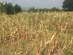 खडेरीले मकै खेतमै सुके